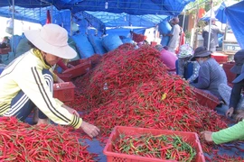 Thực hư Trung Quốc cấm nhập ớt từ Việt Nam 