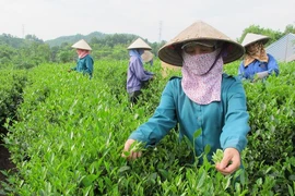 Trung Quốc, Ấn Độ bất ngờ tăng mua chè của Việt Nam 