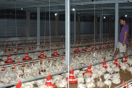 'Sốc' với gà rớt giá chỉ còn 6.000 đồng/kg vẫn không có người mua