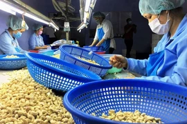 Vụ nghi lừa đảo hàng Việt xuất khẩu: Tìm cách lấy lại 36 container 