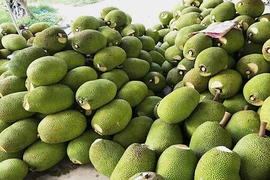 Trung Quốc 'ăn' ít, giá mít Thái rớt thảm còn vài ngàn/kg