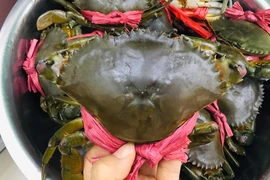 Cua, ghẹ Việt sang Trung Quốc tăng cao nhờ thích nghi với 'zero Covid'