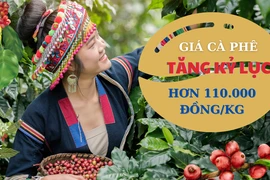 Giá cà phê lập kỷ lục mới, vượt 110.000 đồng/kg và có thể lên 120.000 đồng/kg