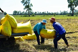 Gặp khó với quy định mua trực tiếp từ nông dân mới được khấu trừ thuế 