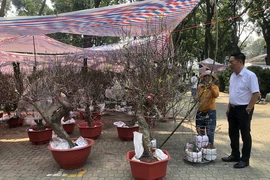 Hoa xuân khắp mọi miền đổ về TP.HCM, giá bất ngờ