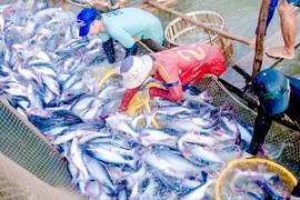 Anh hỗ trợ 3,5 triệu bảng phát triển nuôi trồng thủy sản bền vững tại ĐBSCL