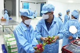 Hỏa tốc 'giải cứu' thanh long, hồ tiêu, ớt...đang tắc đường sang châu Âu