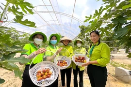 Doanh nghiệp nhập cuộc nông nghiệp đô thị: Từ rau sạch đến tín chỉ carbon