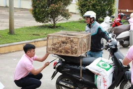 C.P. Việt Nam tặng 20.000 con gà giống và thức ăn chăn nuôi giúp dân sau bão lũ