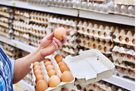 Vi khuẩn salmonella xâm nhập vào quả trứng như thế nào?