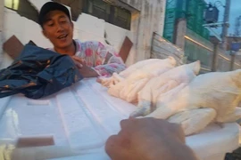 Cảnh báo chất lượng gà không đầu rẻ bèo bán vỉa hè