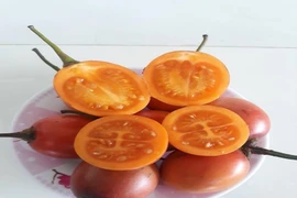 Cà chua thân gỗ 1 triệu đồng/kg hết thời hoàng kim?
