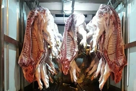 Nhận biết heo lở mồm long móng trong những ngày cận Tết