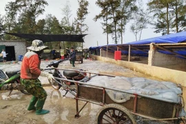 Cẩn trọng khi sử dụng sứa biển trong chế biến món ăn