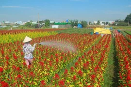Giá hoa tết tăng, làng hoa TP.HCM phấn khởi