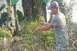 Kiếm tiền triệu nhờ lặt lá mai ngày cận tết