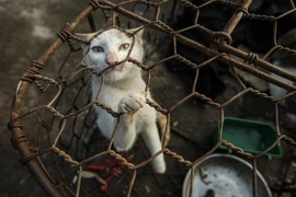 Phát động chiến dịch chấm dứt nạn buôn bán chó mèo tại Việt Nam