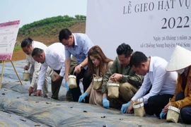Trồng hơn 1000 ha đậu đỏ hữu cơ để xuất khẩu sang Nhật Bản