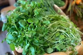 Ăn loại rau nào dễ nhiễm sán lá gan lớn?