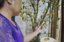Cẩn trọng với quả quất cảnh ngày Tết 
