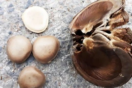 Vì sao hạt ngô đồng lại gây ngộ độc khi ăn?