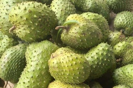 Giá mãng cầu xiêm tăng nóng nhờ... trà mãng cầu 