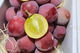 Nhận biết nho Trung Quốc gắn mác nho Nhật chỉ bằng một đặc điểm