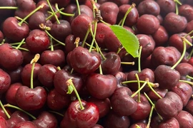 Lý do cherry Mỹ, Canada về Việt Nam rẻ hơn hẳn mọi năm