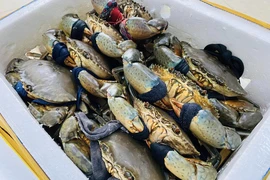 Trung Quốc bất ngờ tăng thu mua cua sống của Việt Nam