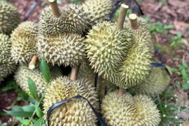 Sầu riêng tăng mạnh trở lại, dự báo tiếp tục neo cao nhờ 'một mình một chợ ở Trung Quốc'