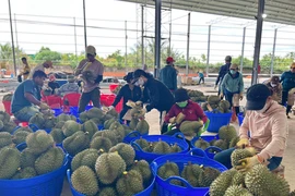 Xuất khẩu sầu riêng Việt giảm hơn 60% và bài toán 'luồng xanh' 