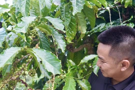 Giá cà phê xuất khẩu của Việt Nam tăng hơn 46% so với cùng kỳ