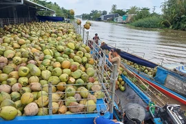 Nhà kinh doanh bánh kẹo 'méo mặt' vì giá dừa biến động bất thường