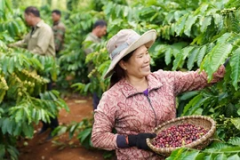 Doanh nghiệp mời nông dân trồng cà phê tham quan nhà máy để khuyến khích canh tác bền vững