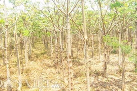 Cây trôm ở gần bãi thải xỉ Vĩnh Tân chết hàng loạt