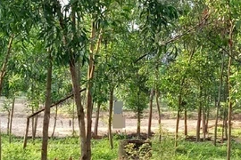 Tìm tung tích thanh niên treo cổ trong rừng tràm