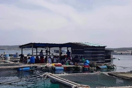 Hàng ngàn cá nuôi trên đảo Phú Quý chết bất thường