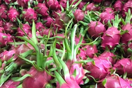 Khẩn cấp làm rõ thương lái TQ thao túng thanh long