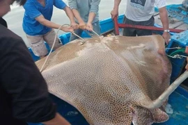 Câu được cá đuối khổng lồ trên biển Phan Thiết