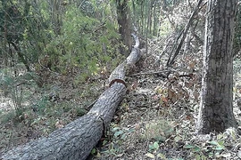 Kiểm điểm trách nhiệm, khởi tố vụ phá rừng Tà Kóu