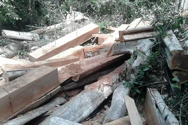 Bắt trạm trưởng bảo vệ rừng Đại Ninh vì bao che phá rừng