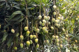 Công an Bình Thuận thông tin nghi án tử vong dưới gốc xoài