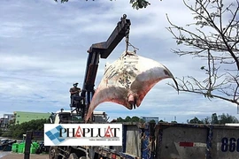 Ngư dân Bình Thuận bắt được cá đuối khủng nặng gần 800 kg