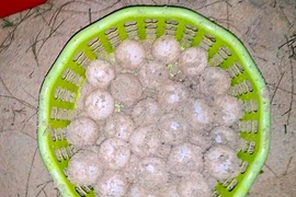 Đỡ đẻ thành công rùa biển nặng 80kg về Hòn Cau sinh sản
