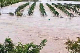 Mưa lớn gây ngập gần 50 căn nhà và hơn 300 ha thanh long tại Bình Thuận