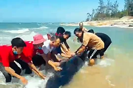 Du khách cùng người dân cứu cá voi lưng gù mắc cạn trên bãi biển