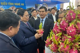 Thanh long Bình Thuận mỗi năm xuất khẩu biên mậu hơn 370 triệu USD