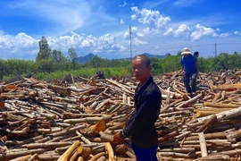 Kẻ cưa trộm hơn 1000 cây keo lá tràm ở La Gi bị bắt