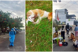Bị chó dại cắn, làm thịt chó ăn, tử vong sau 3 tuần