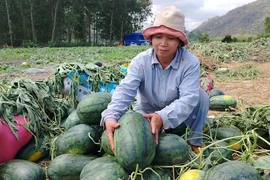 Lâm Đồng kêu gọi các chợ, siêu thị 'giải cứu' dưa hấu Gia Lai